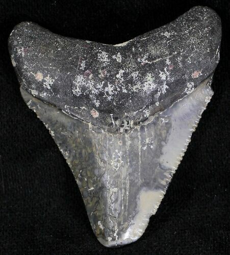 Bargain Juvenile Megalodon Tooth - Florida #21181